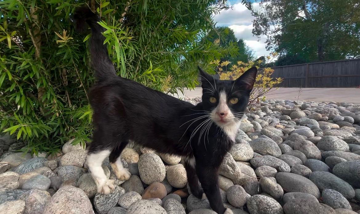 Mr. Bones, a Adoptable mixed breed in Houston, TX image 4/6