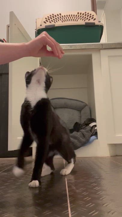 Enlarge Mr. Bones, a Adoptable mixed breed in Houston, TX video 3/6