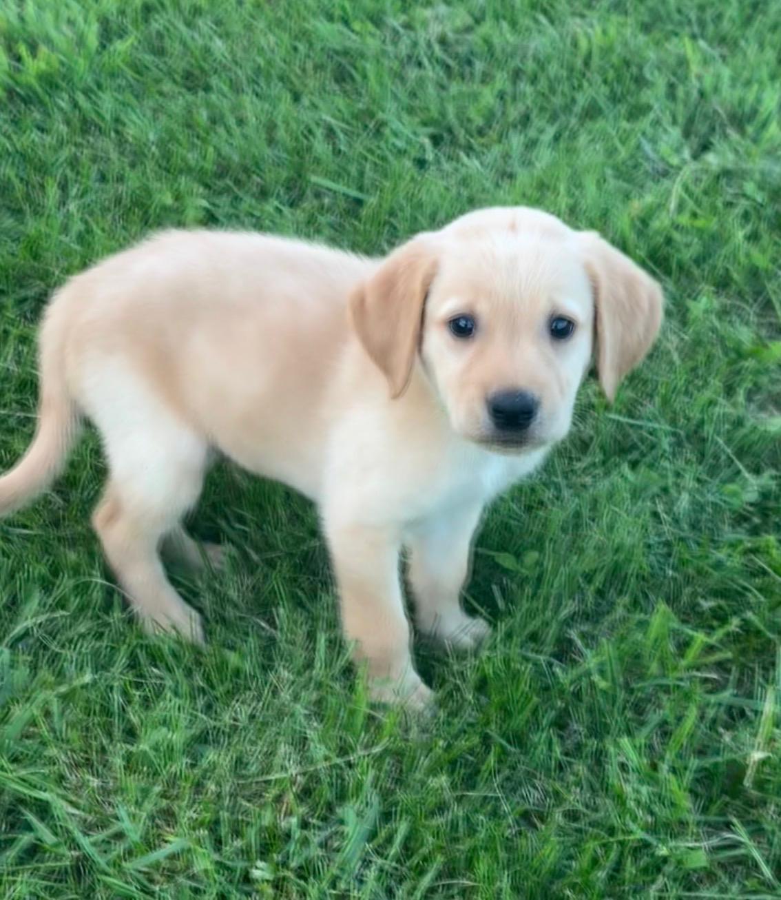 Skittles, Adopted, Puppy Male Golden Retriever & Yellow Labrador Retriever.