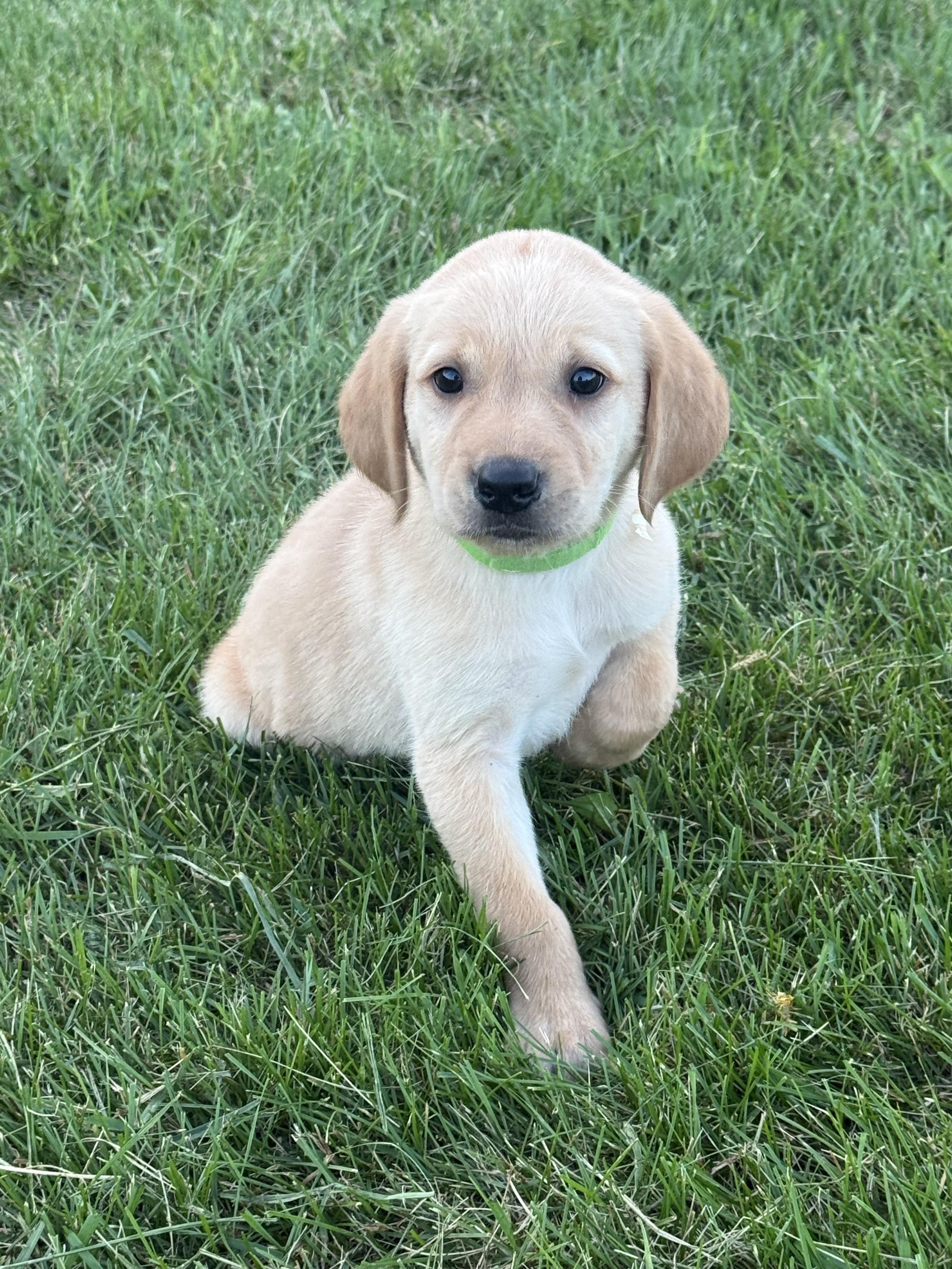 Enlarge Skittles, a Adopted mixed breed in Hustisford , WI image 2/4
