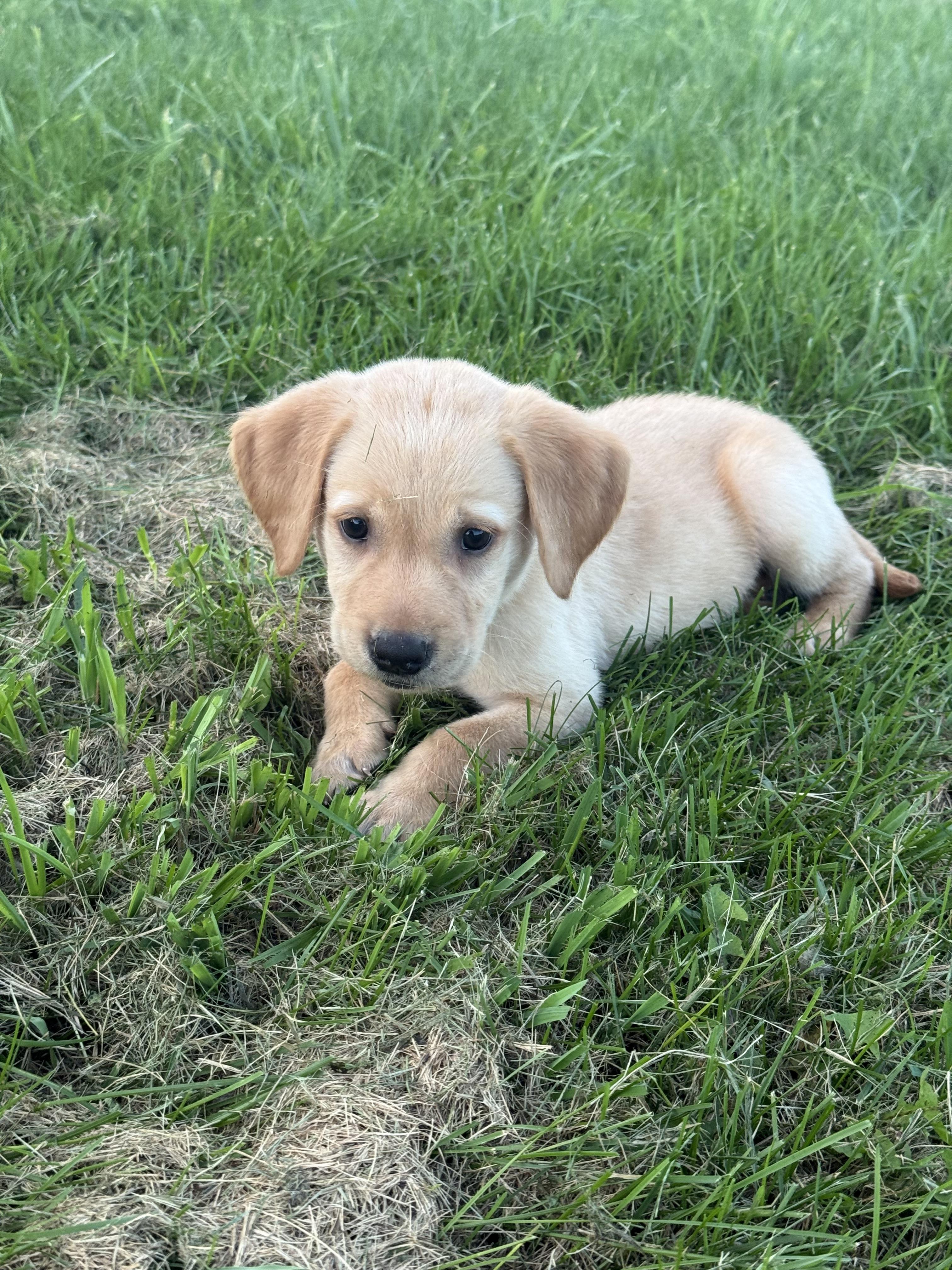 Enlarge Skittles, a Adopted mixed breed in Hustisford , WI image 3/4