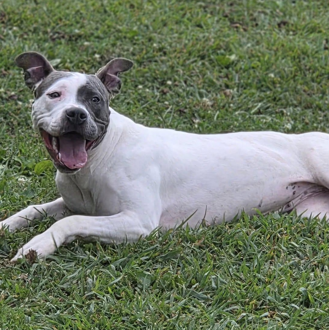 Iggy thumbnail 2