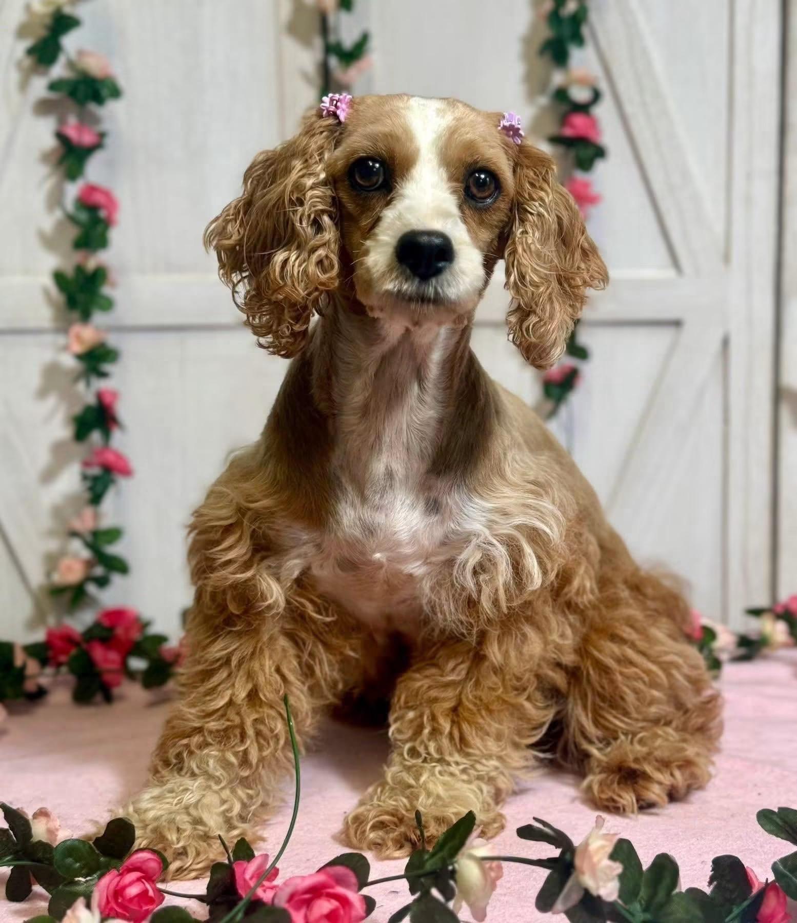 Enlarge Reba, an adopted Cocker Spaniel in New Stanton, PA image 1/1