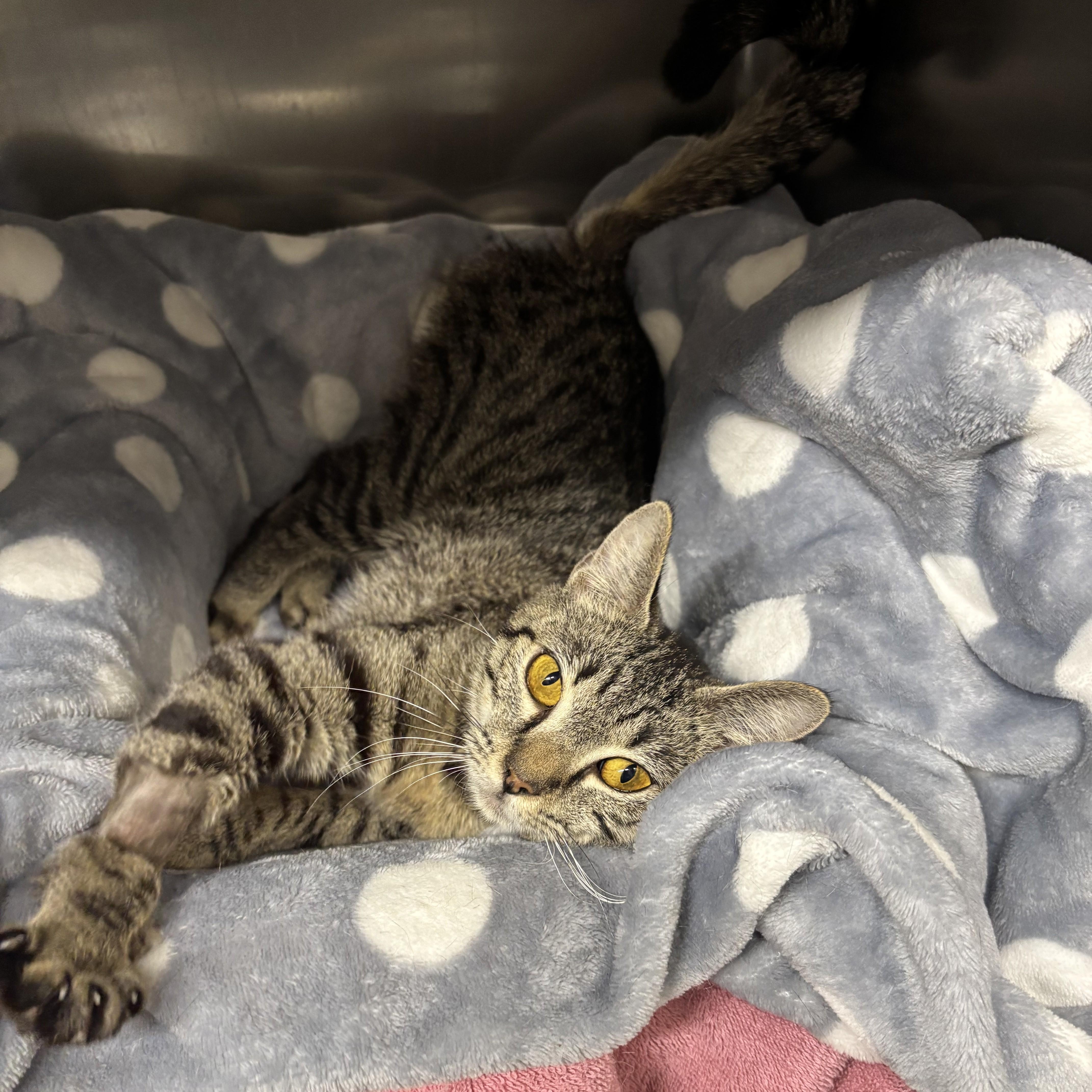 Trinity -- MEET ME AT VETERINARY MEDICAL CENTER, a Adoptable Domestic Short Hair in Alpharetta, GA image 2/2