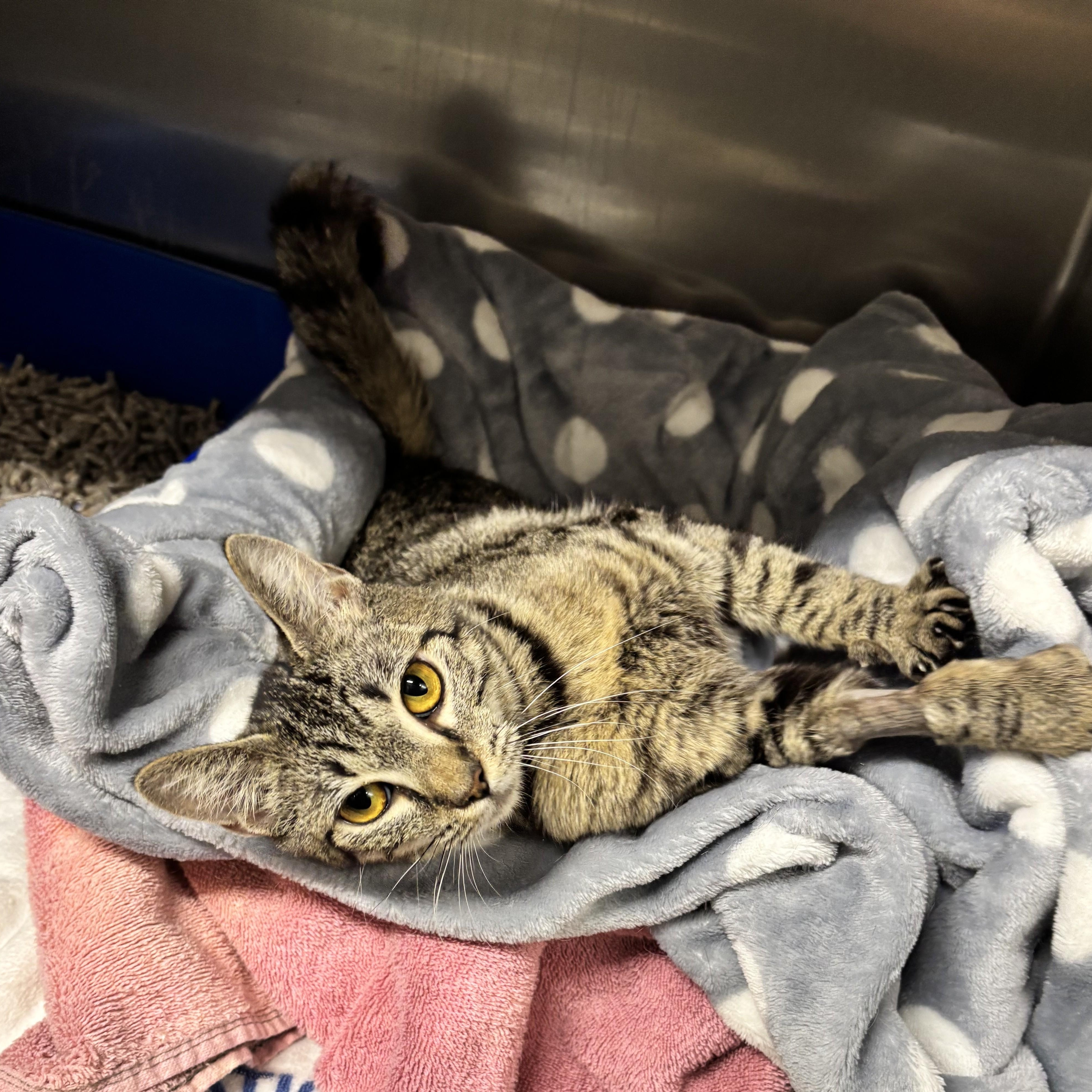Trinity -- MEET ME AT VETERINARY MEDICAL CENTER, Adoptable, Young Female Domestic Short Hair.
