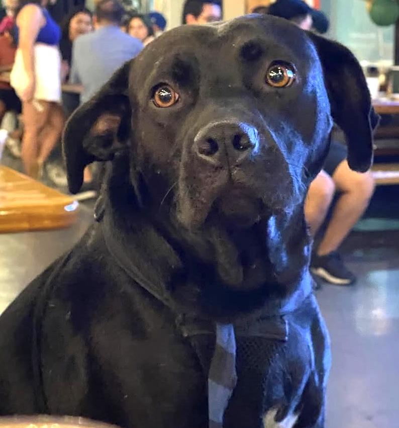 Looking for my happily ever after - I'm a good boy who does great in restaurants! I'm Mister, a Adoptable mixed breed in encinitas, CA image 2/6