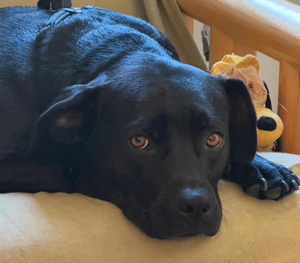 Looking for my happily ever after - I'm a good boy who does great in restaurants! I'm Mister, Adoptable, Young Male Black Labrador Retriever & Labrador Retriever.