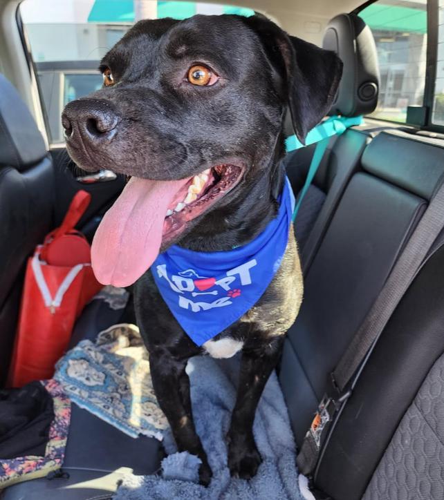 Looking for my happily ever after - I'm a good boy who does great in restaurants! I'm Mister, a Adoptable mixed breed in encinitas, CA image 3/6