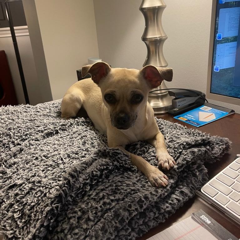 Puggy, a Adoptable mixed breed in Brattleboro, VT image 3/5