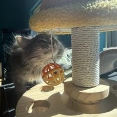 Enlarge Terazzo, a Adoptable Domestic Long Hair in Brookings, SD image 3/3