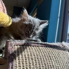 Enlarge Terazzo, a Adoptable Domestic Long Hair in Brookings, SD image 1/3