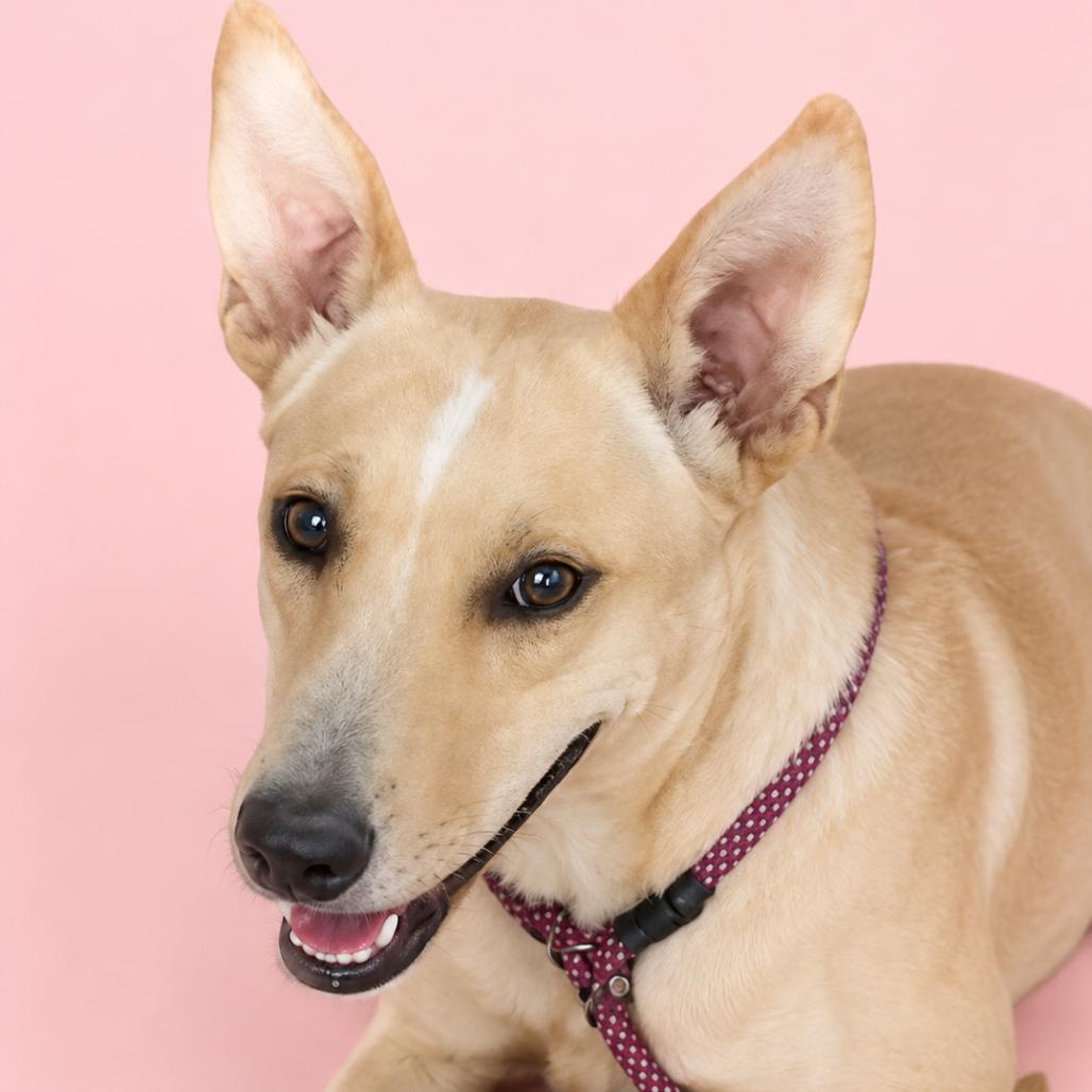 Zelda, Adoptable, Adult Female Shepherd & Cattle Dog.