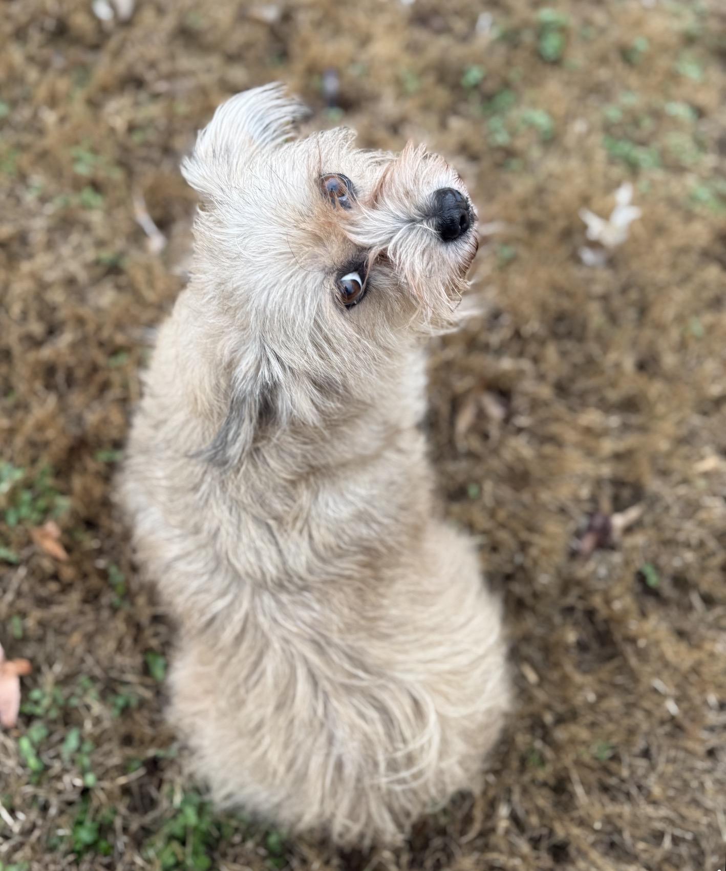 Emily, a Adoptable Lhasa Apso in Columbus, OH image 2/2