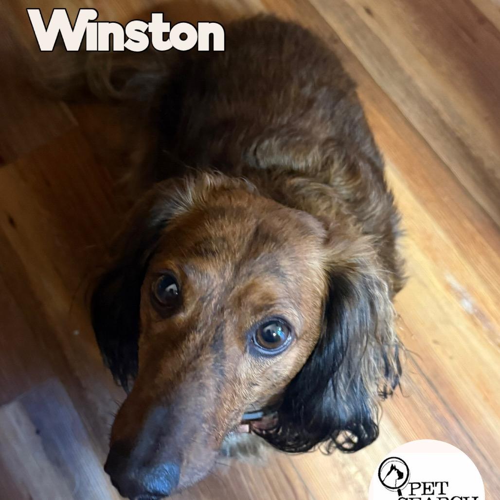 Enlarge Winston, a Adoptable Miniature Dachshund in Washington, PA image 1/1