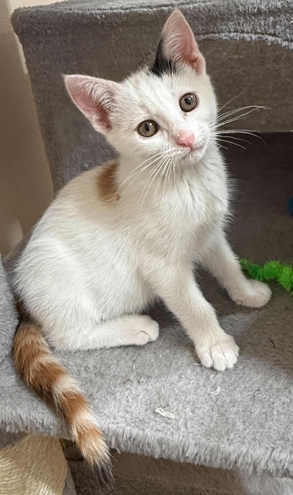 Snickers, a ADOPTABLE mixed breed in Tehachapi, CA image 3/5