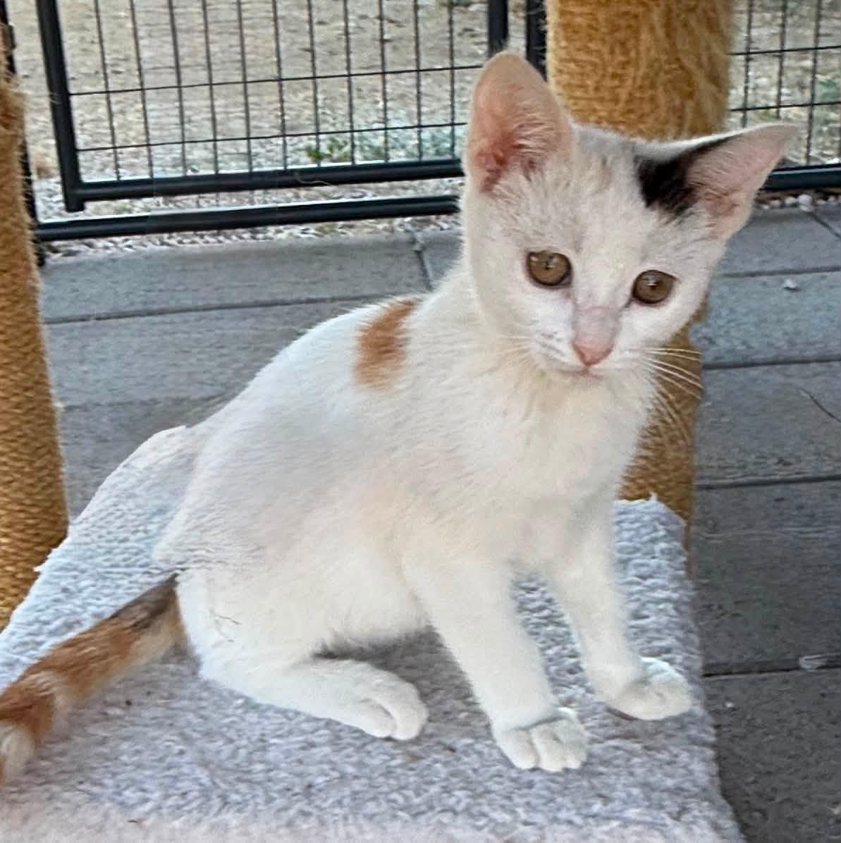 Snickers, ADOPTABLE, Kitten Female Calico & Turkish Van.