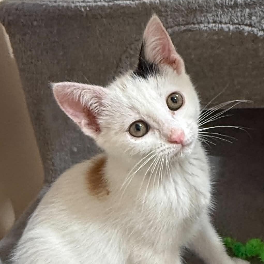 Snickers, a ADOPTABLE mixed breed in Tehachapi, CA image 2/5