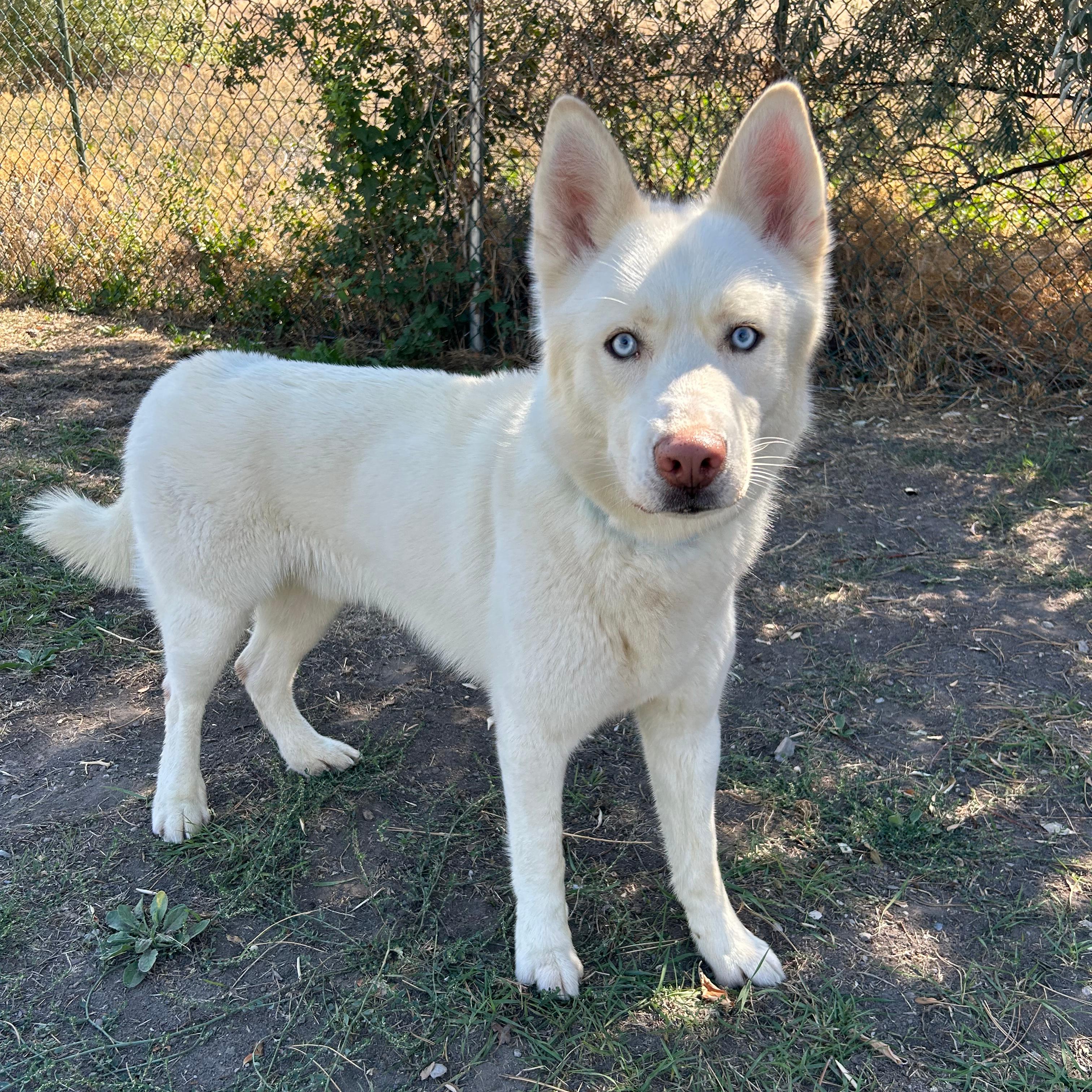 Enlarge Sled, a Adoptable mixed breed in Lindon, UT image 1/5