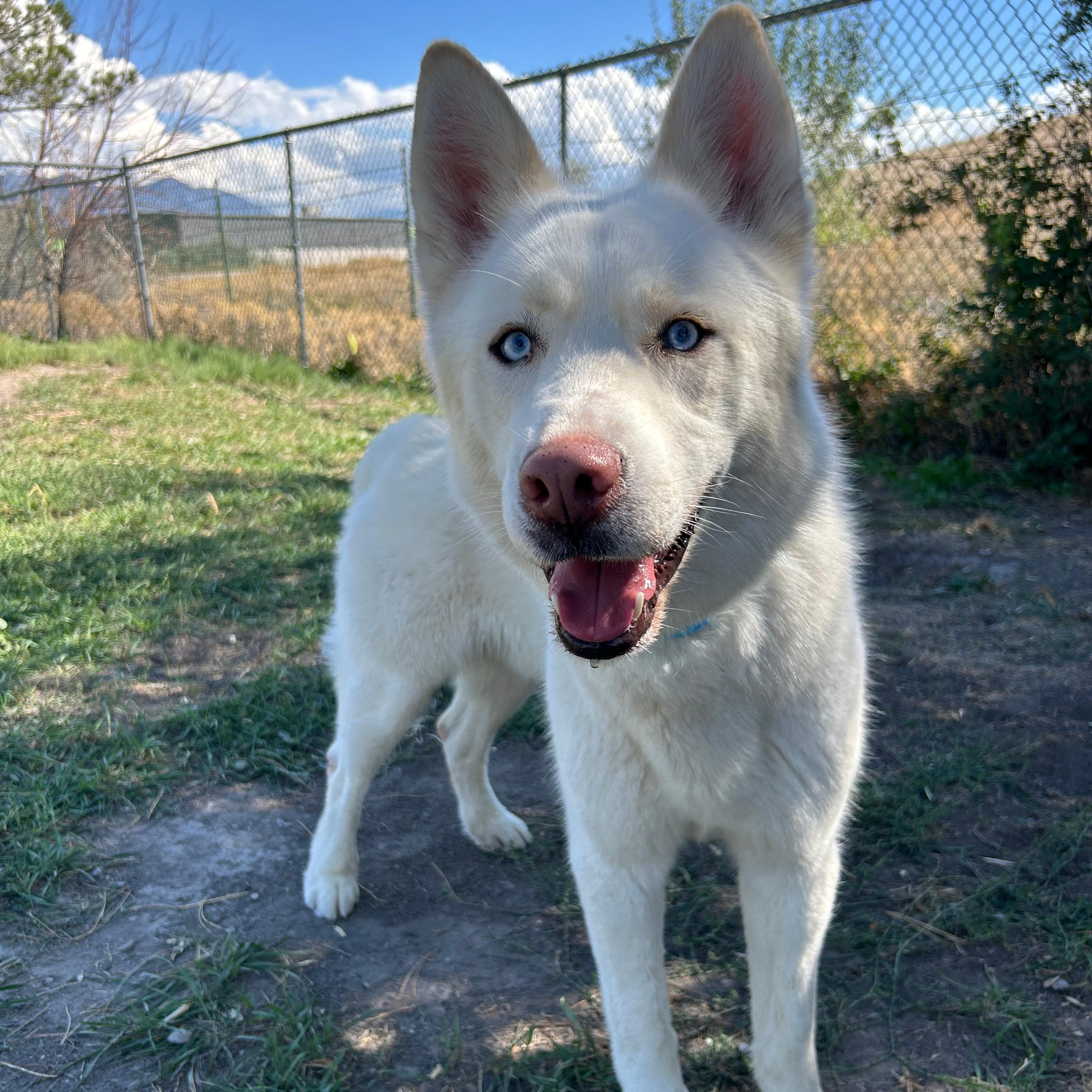Enlarge Sled, a Adoptable mixed breed in Lindon, UT image 5/5
