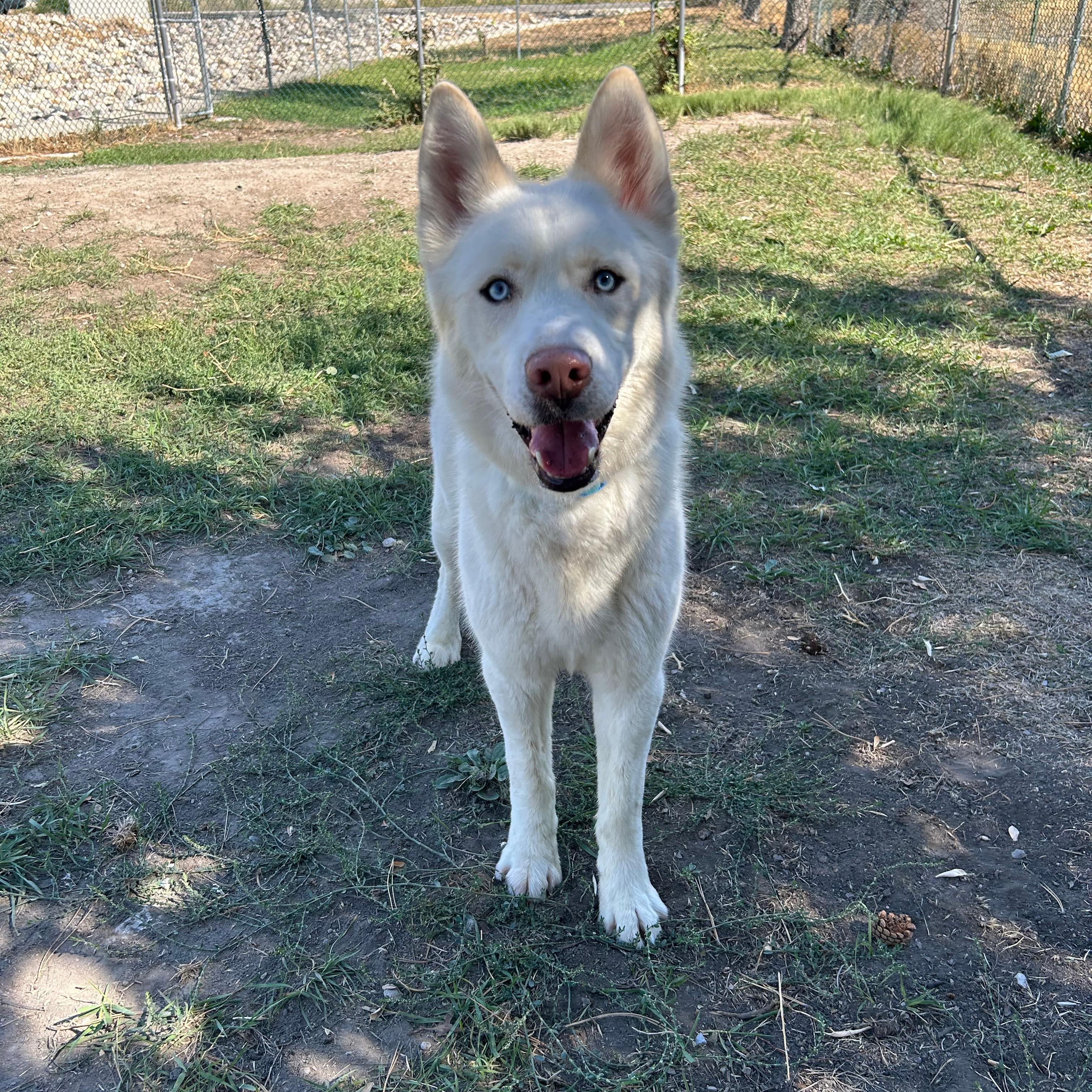 Enlarge Sled, a Adoptable mixed breed in Lindon, UT image 3/5