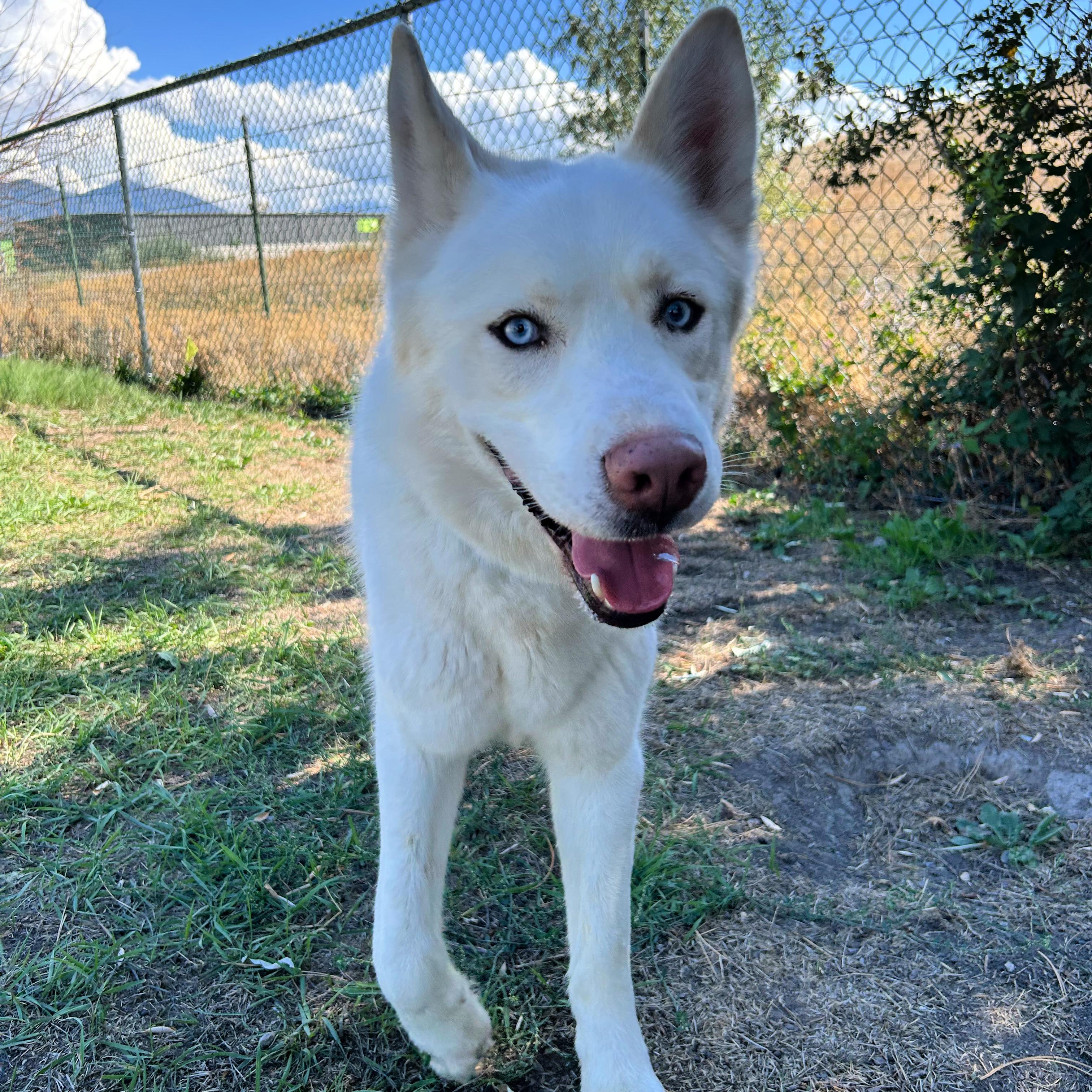 Enlarge Sled, a Adoptable mixed breed in Lindon, UT image 4/5