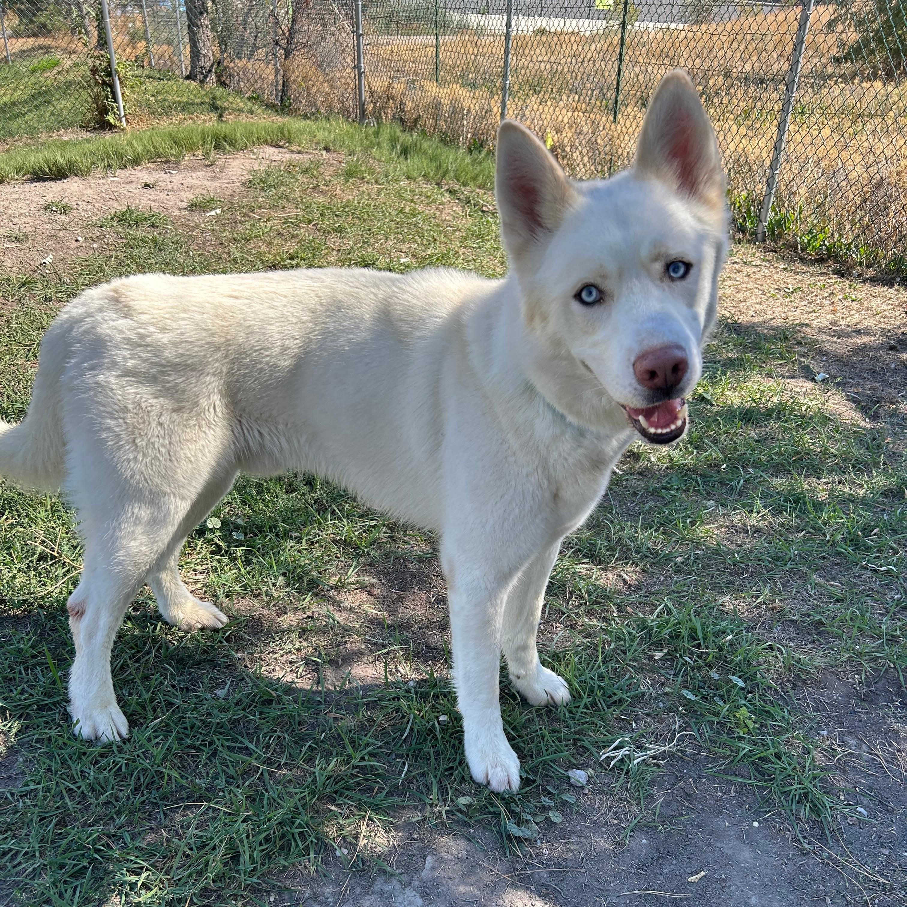 Enlarge Sled, a Adoptable mixed breed in Lindon, UT image 2/5