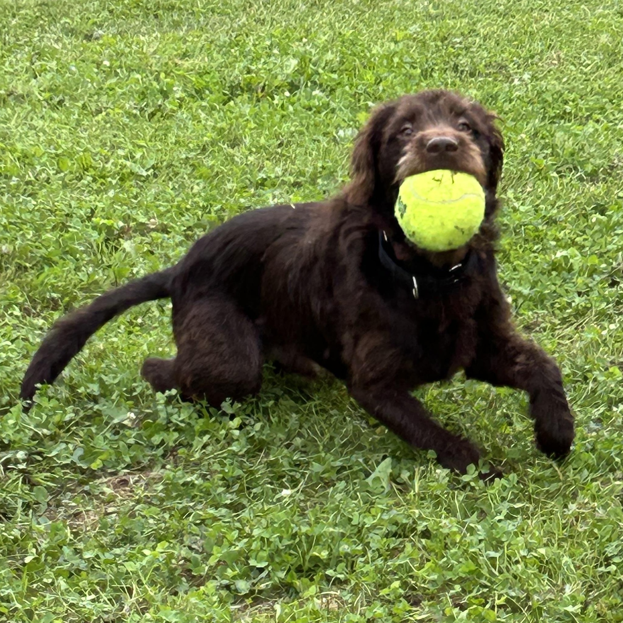 Enlarge Oscar, a Adopted mixed breed in West Grove, PA image 4/4