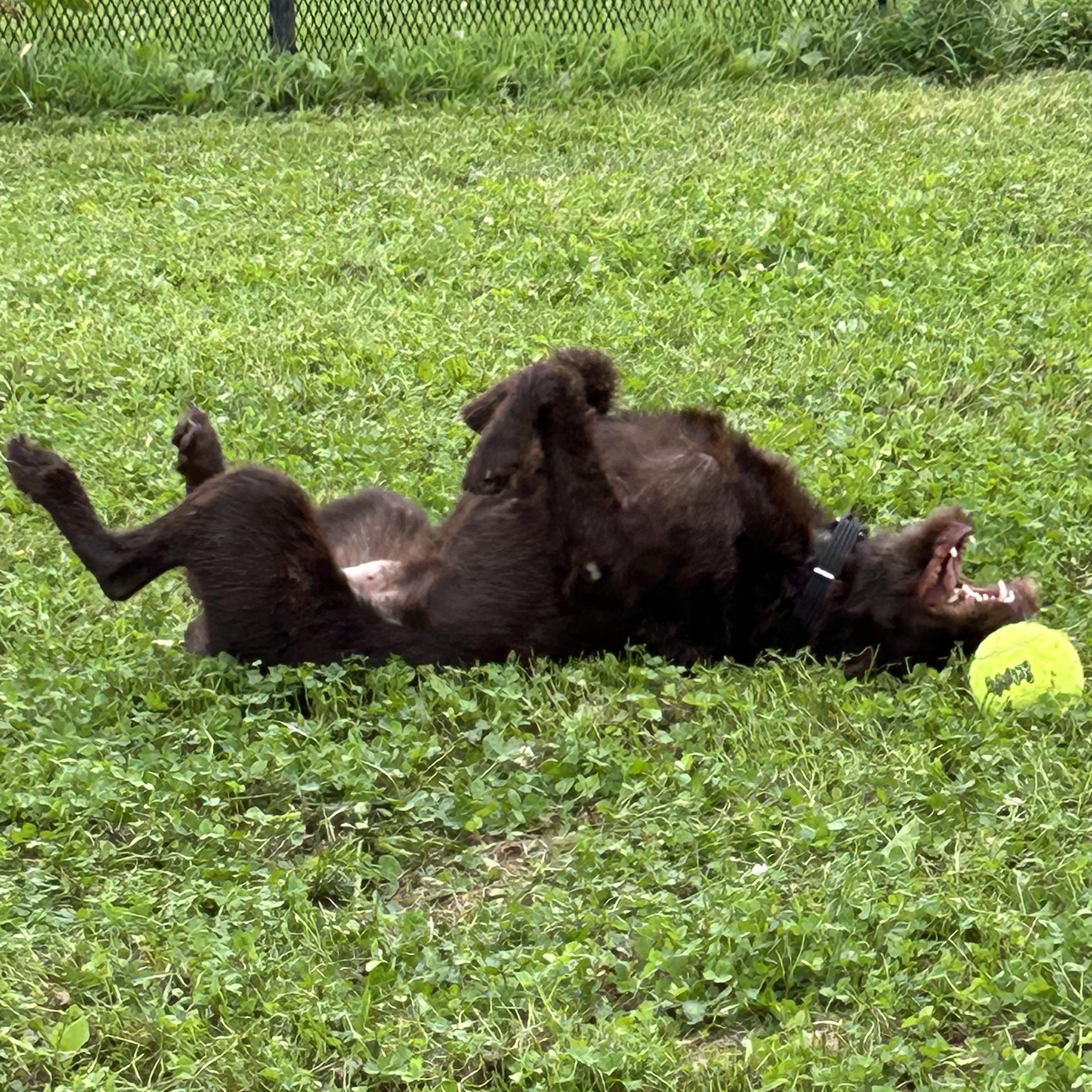 Enlarge Oscar, a Adopted mixed breed in West Grove, PA image 3/4