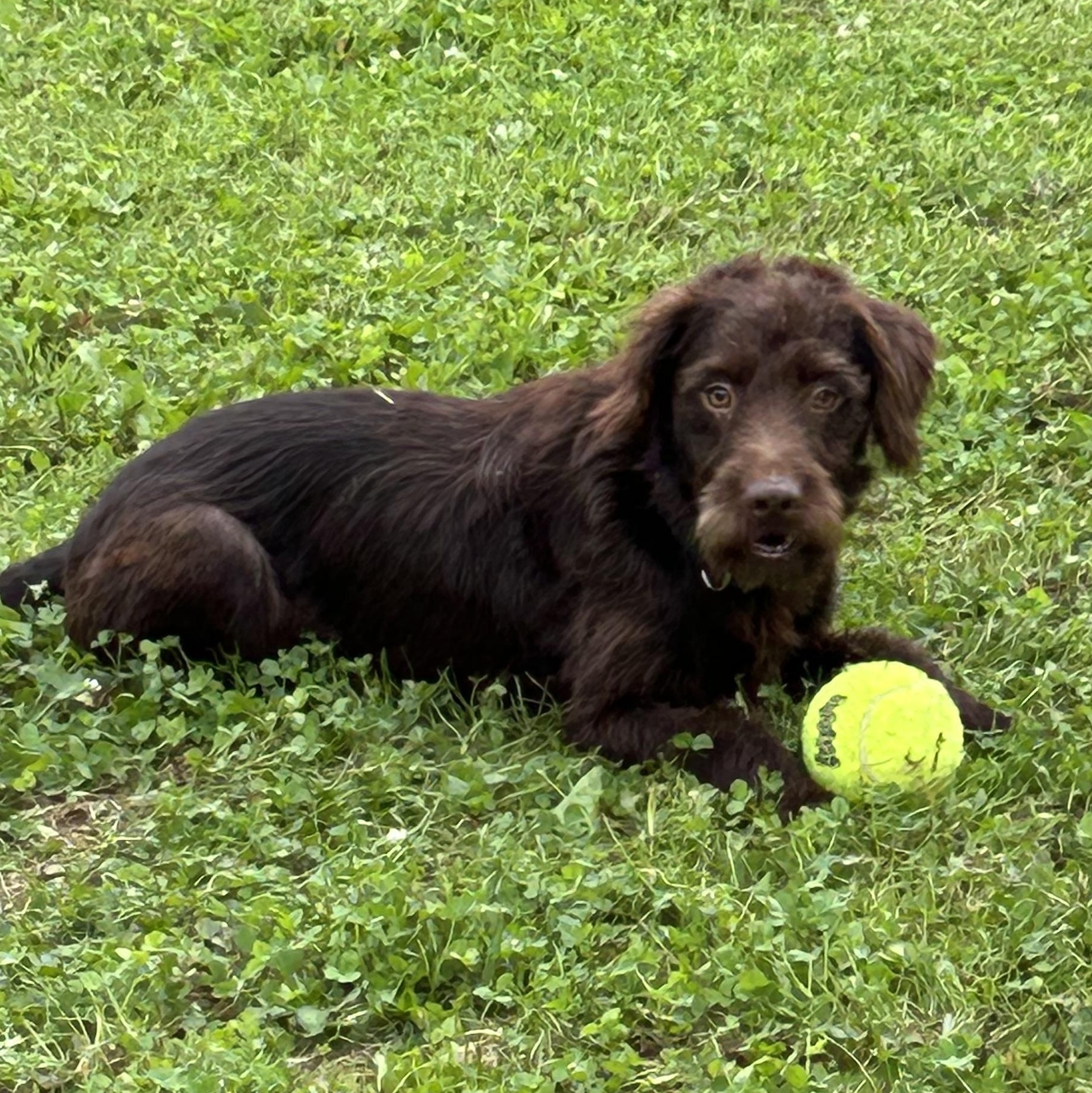 Enlarge Oscar, a Adopted mixed breed in West Grove, PA image 2/4