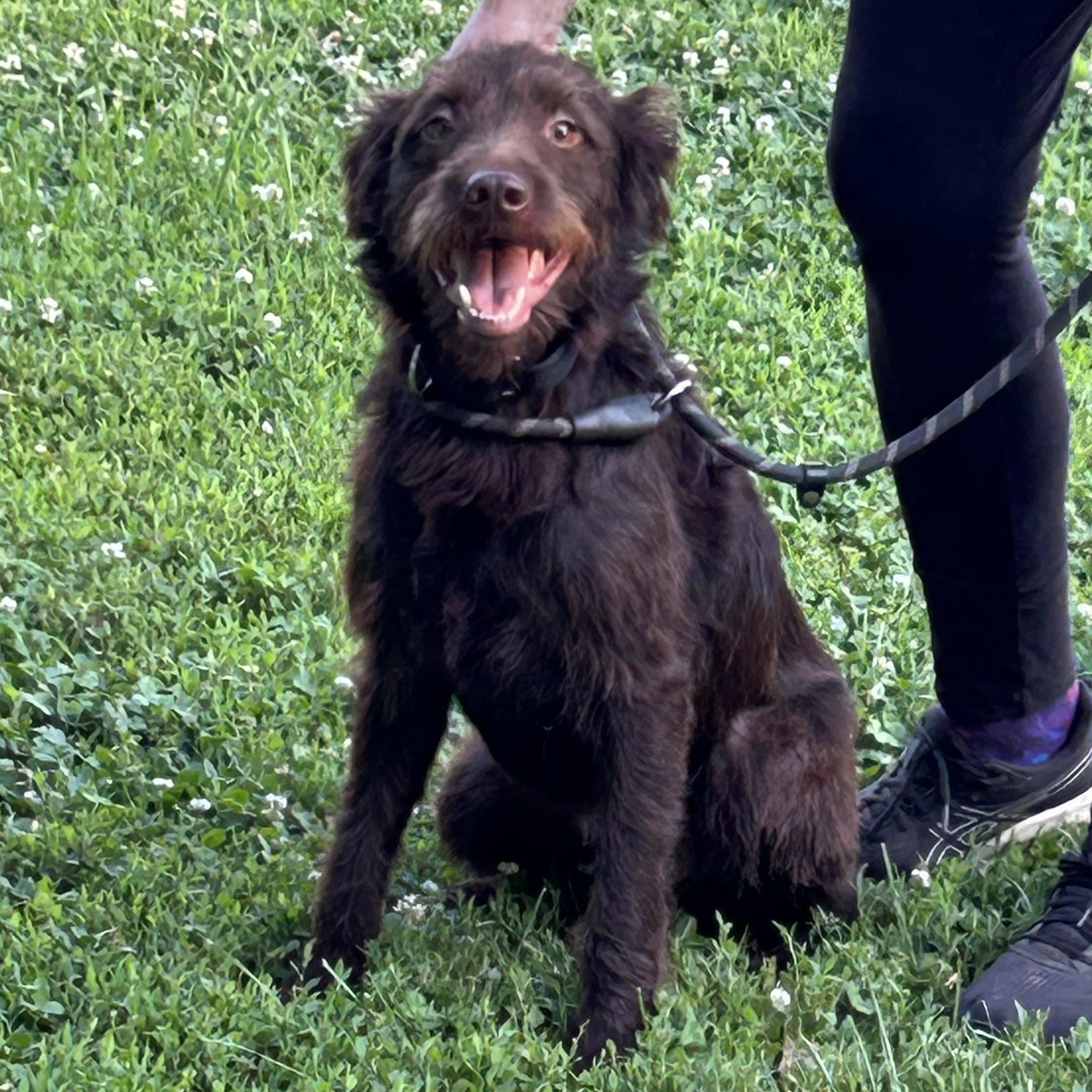 Oscar, Adopted, Adult Male German Wirehaired Pointer.