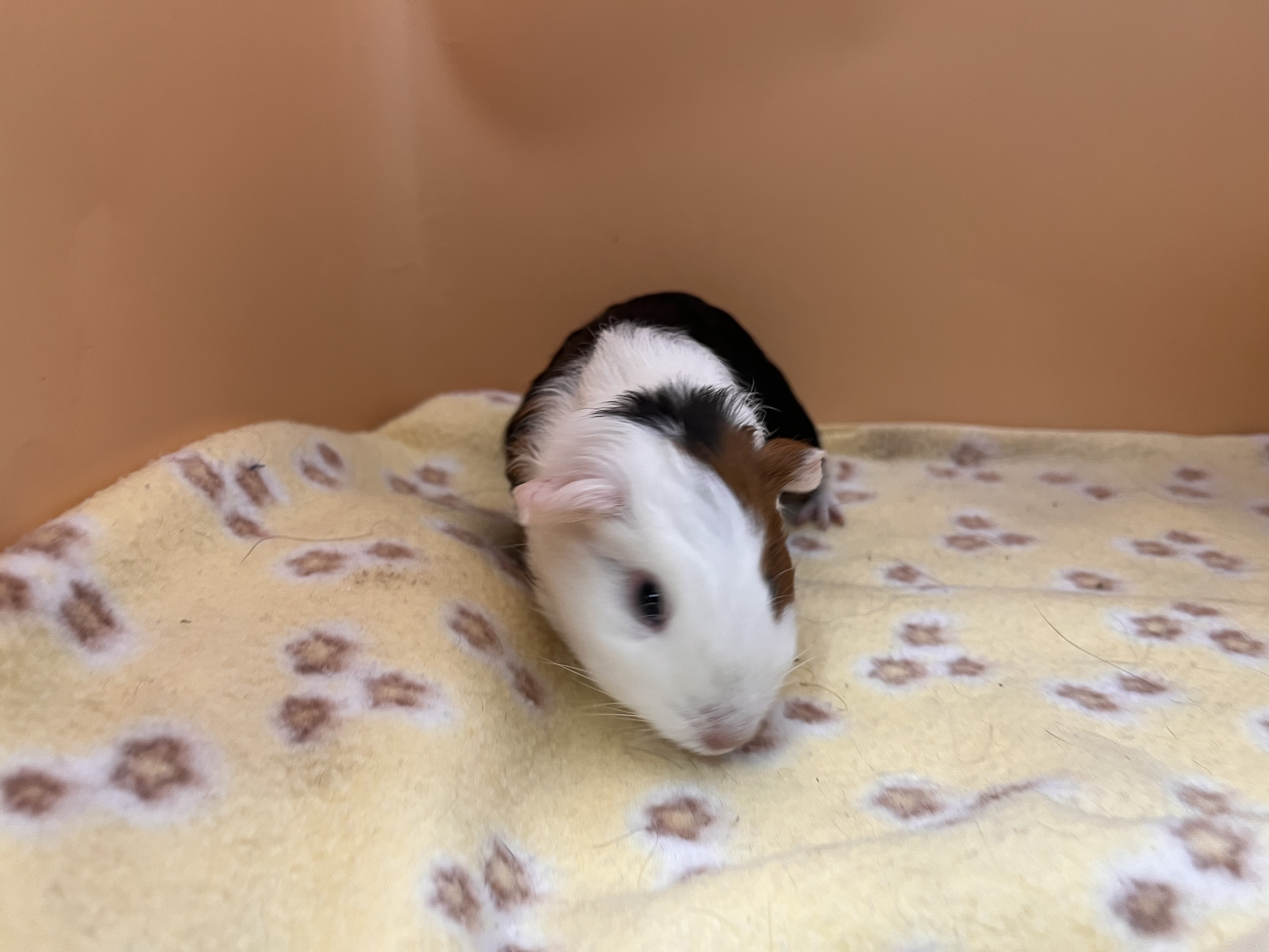 Enlarge Viola, a Adoptable Guinea Pig in Eagle River, AK image 1/1