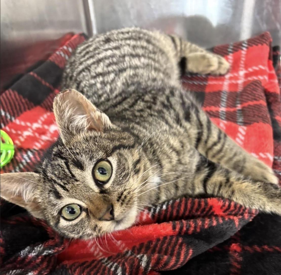 Enlarge Whitman, an adopted Domestic Short Hair in Long Beach, NY image 4/5