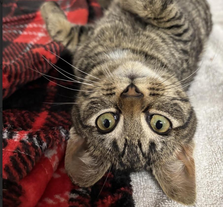 Enlarge Whitman, an adopted Domestic Short Hair in Long Beach, NY image 3/5