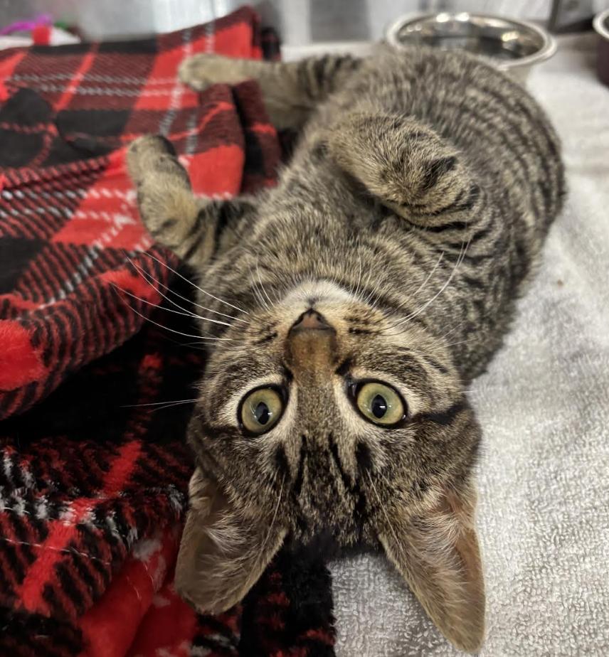 Enlarge Whitman, an adopted Domestic Short Hair in Long Beach, NY image 5/5