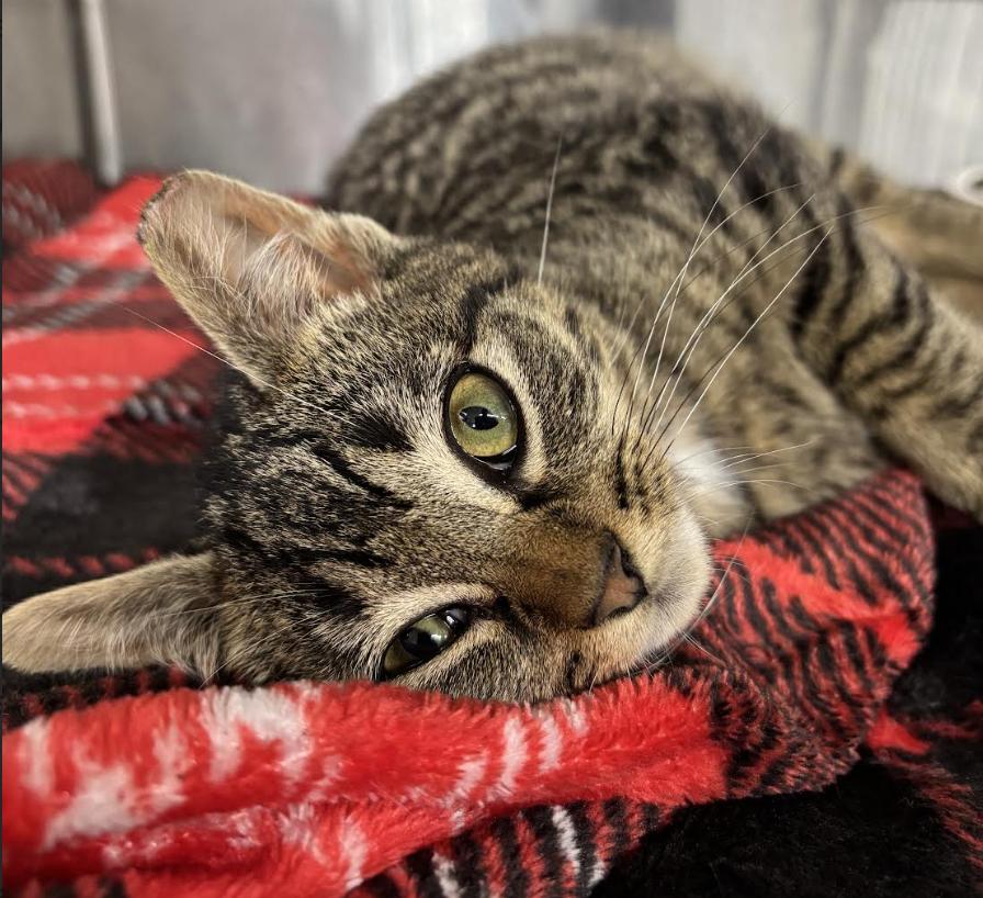 Whitman, adopted, Young Male Domestic Short Hair.