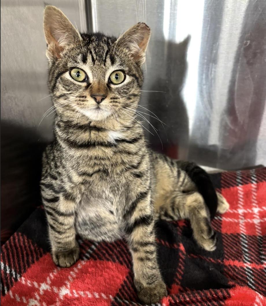 Enlarge Whitman, an adopted Domestic Short Hair in Long Beach, NY image 2/5