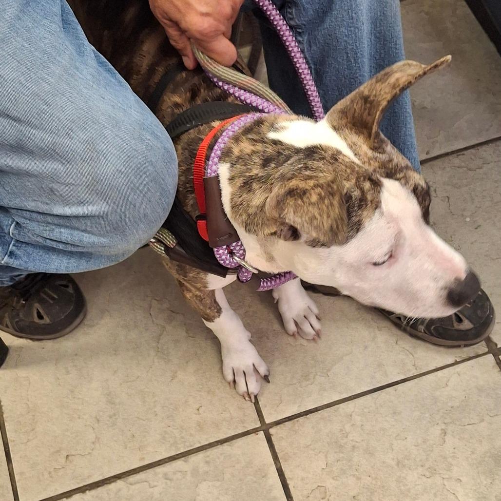 Enlarge Maya 9539, a Adoptable Mixed Breed in Columbus, GA image 2/2