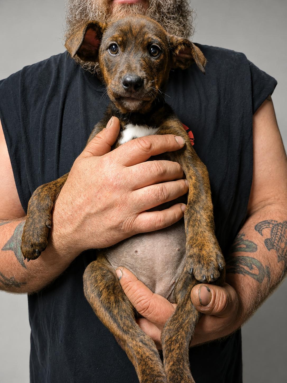 Holly Madison, a ADOPTABLE Mixed Breed in Kenosha, WI image 3/3