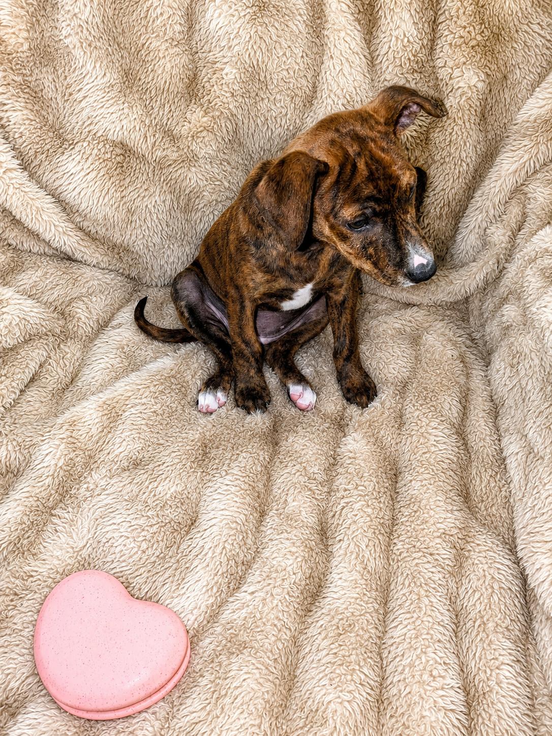 Holly Madison, a ADOPTABLE Mixed Breed in Kenosha, WI image 2/3