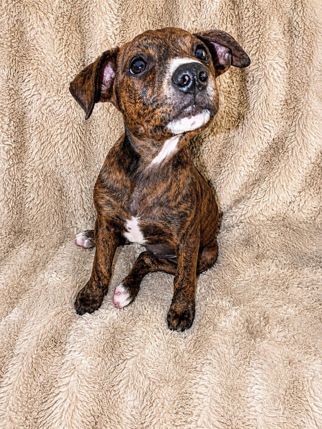 Holly Madison, ADOPTABLE, Puppy Female Mixed Breed.