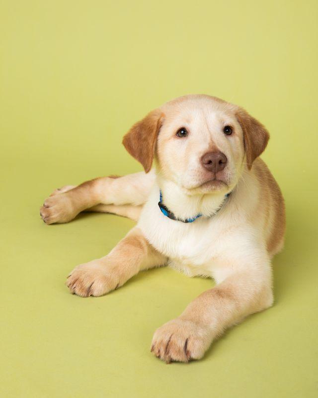 Enlarge Pete, an adopted mixed breed in Temecula, CA image 2/3