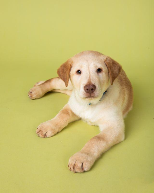 Enlarge Pete, an adopted mixed breed in Temecula, CA image 1/3