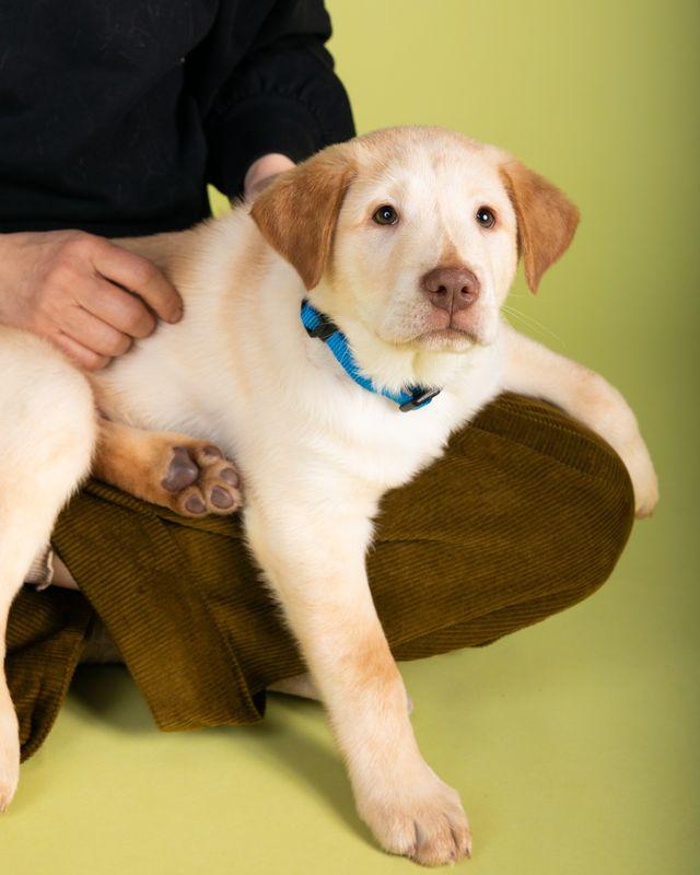 Enlarge Pete, an adopted mixed breed in Temecula, CA image 3/3