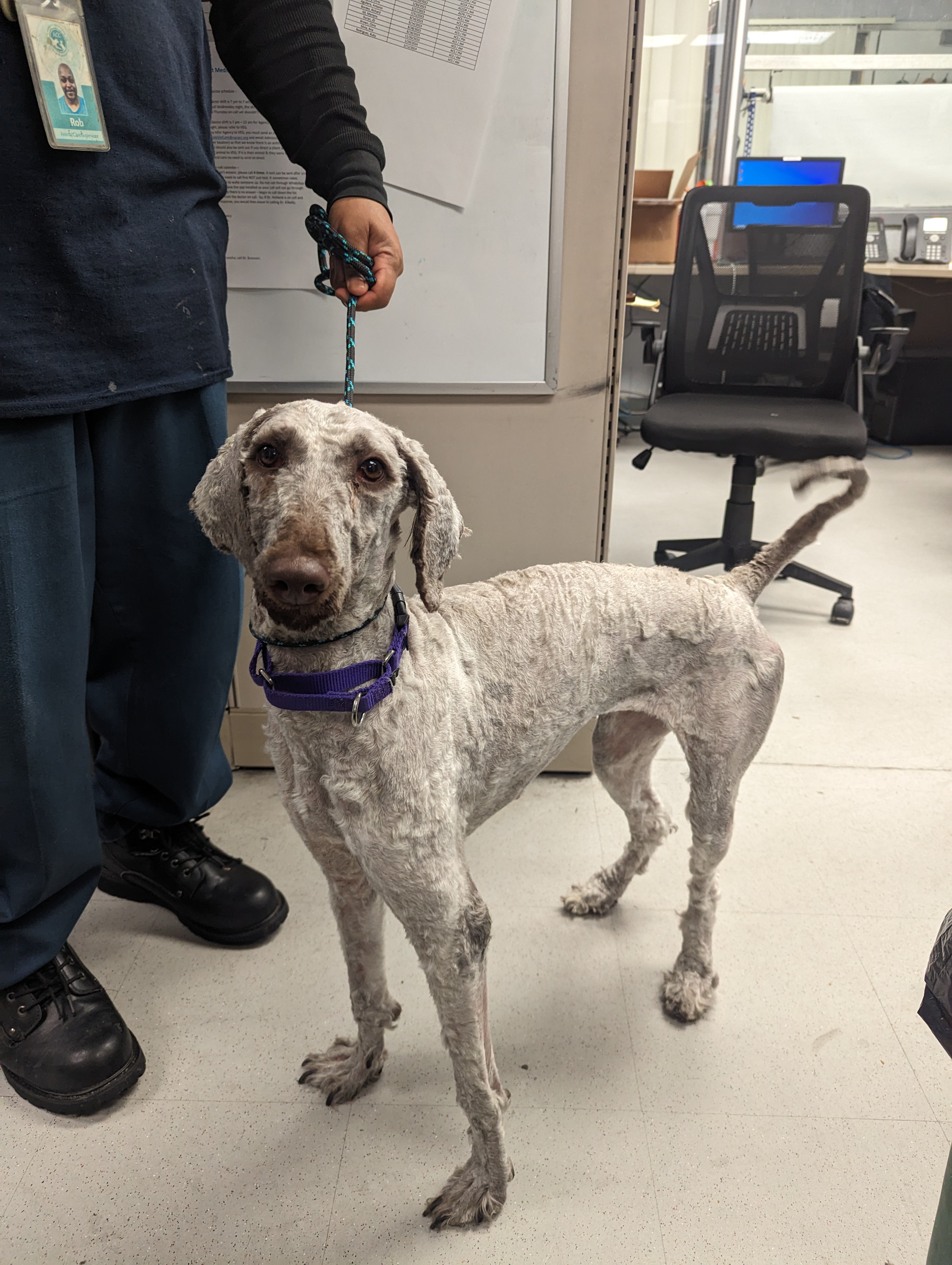 Cinder, an adoptable Aussiedoodle in Woodstock, CT image 4/5