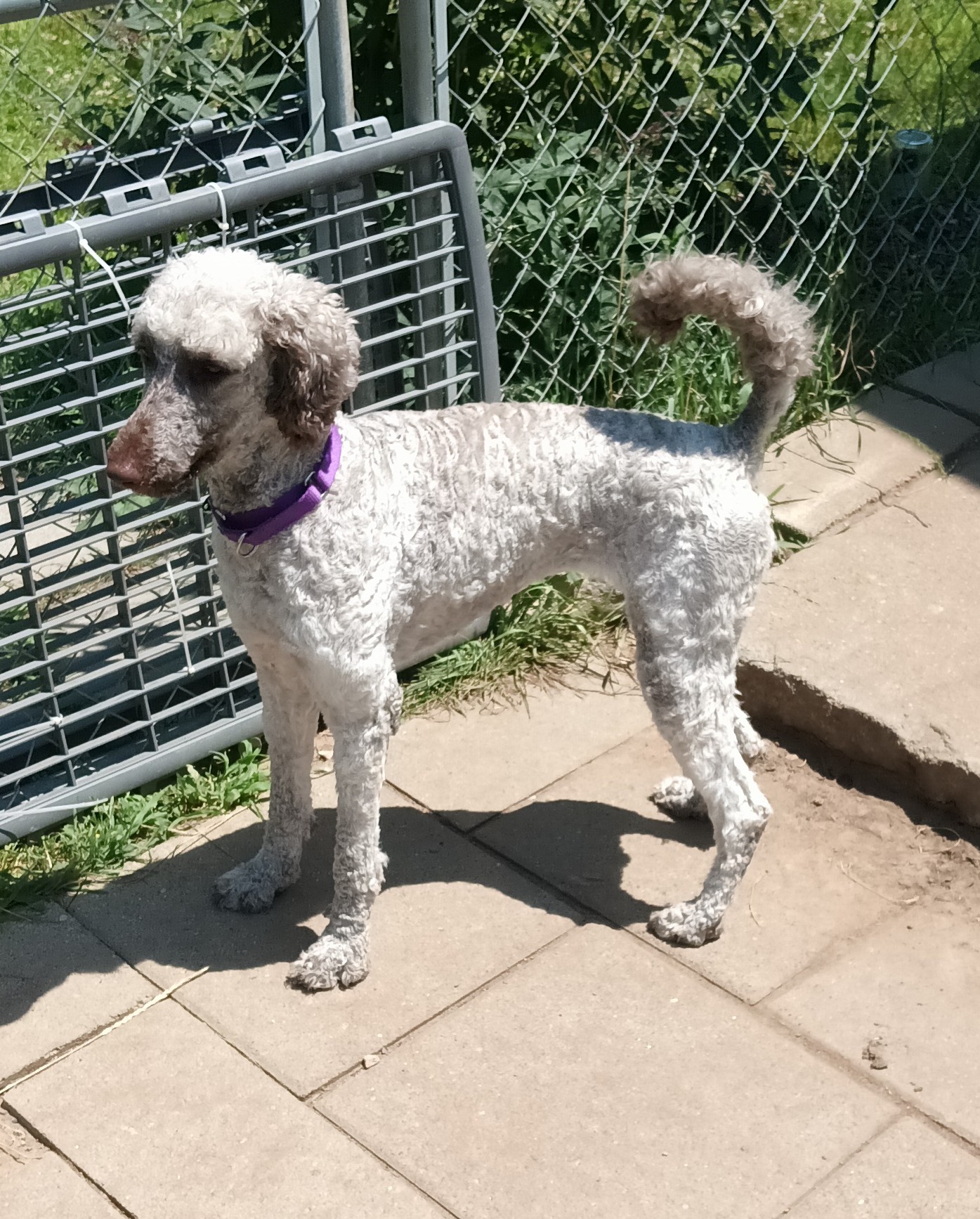 Cinder, adoptable, Young Female Aussiedoodle.