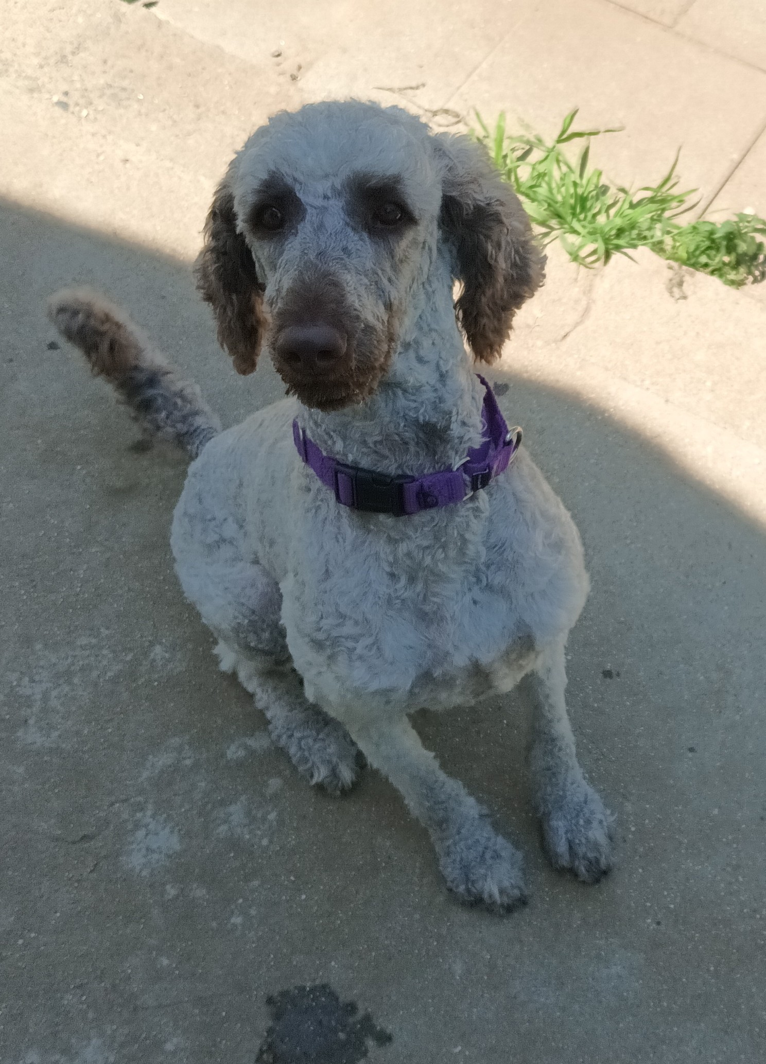 Cinder, an adoptable Aussiedoodle in Woodstock, CT image 3/5