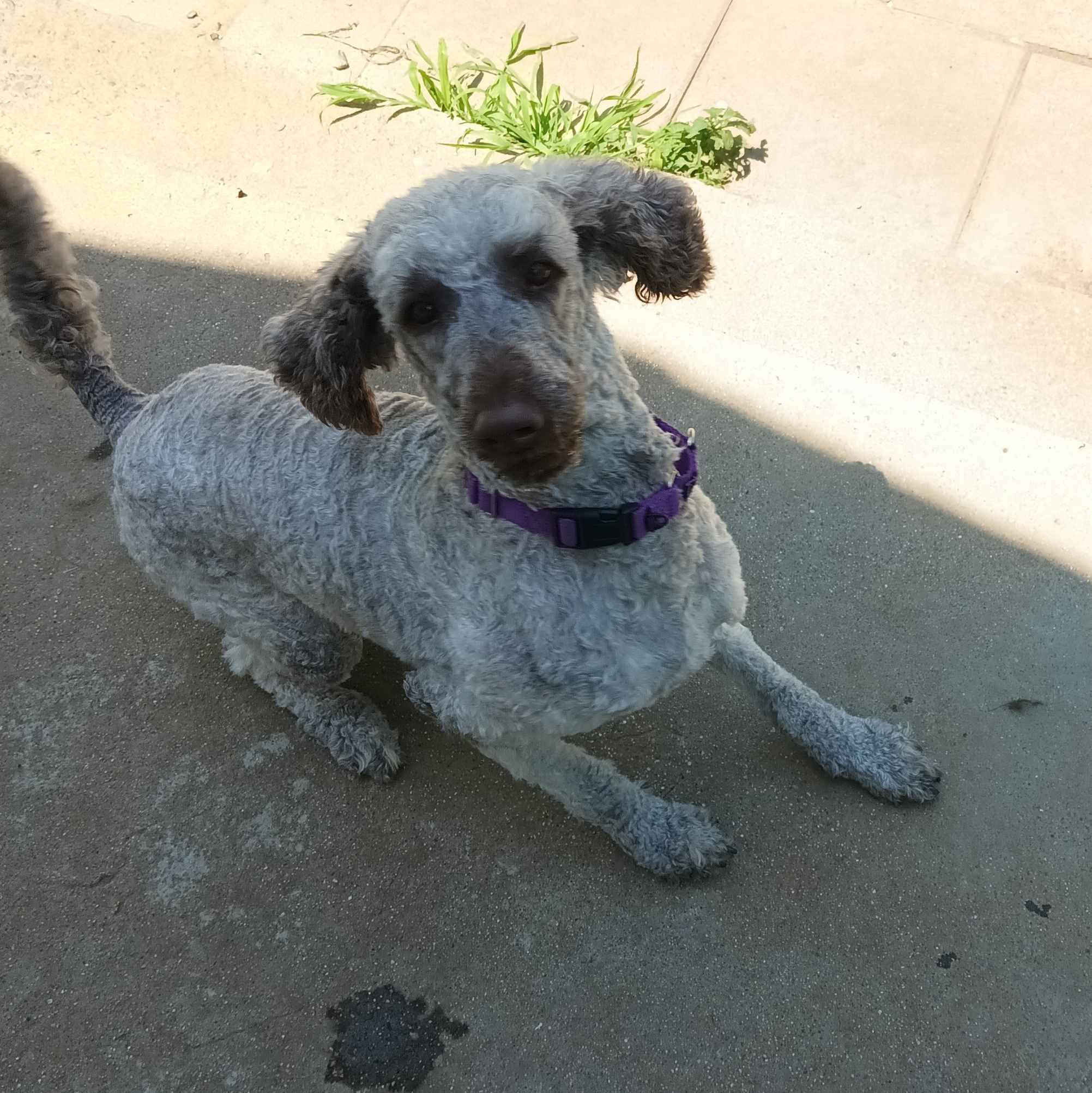 Cinder, an adoptable Aussiedoodle in Woodstock, CT image 2/5