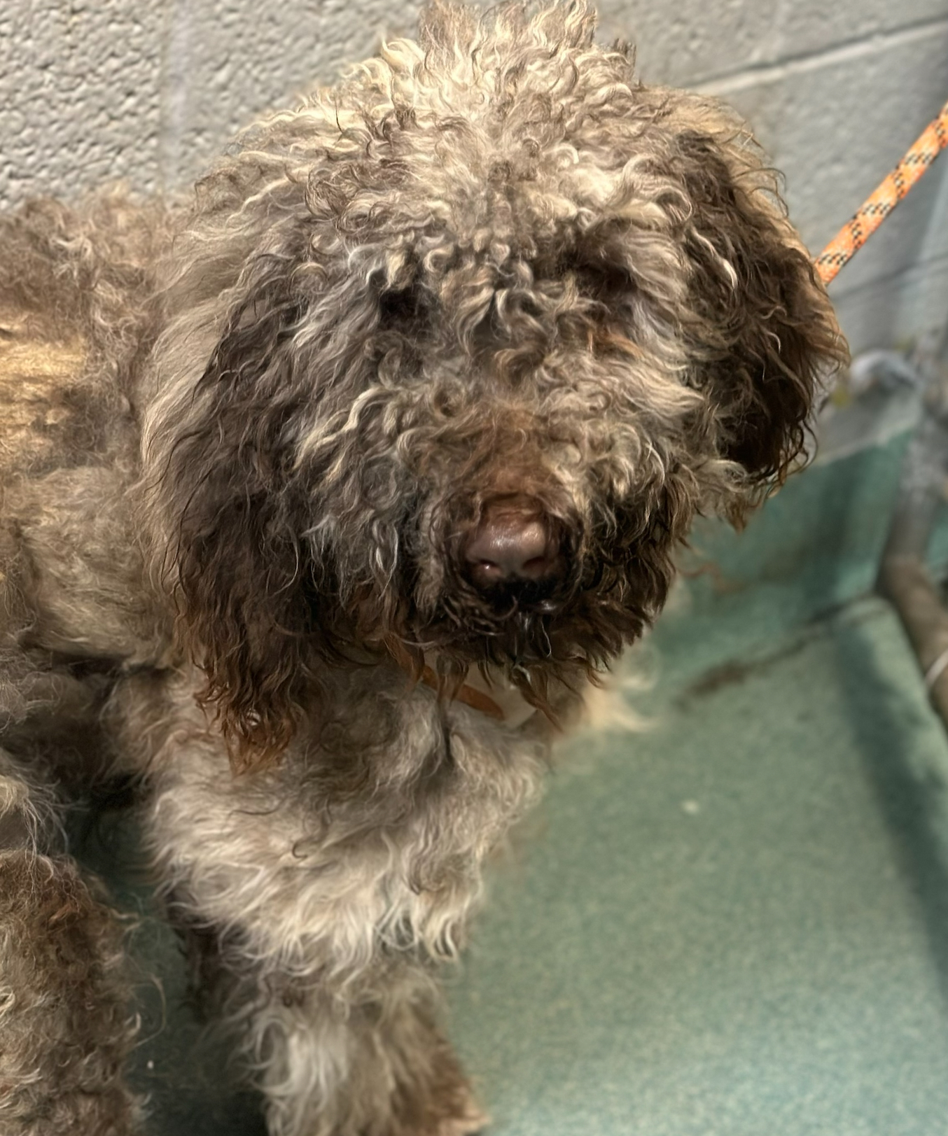 Cinder, an adoptable Aussiedoodle in Woodstock, CT image 5/5