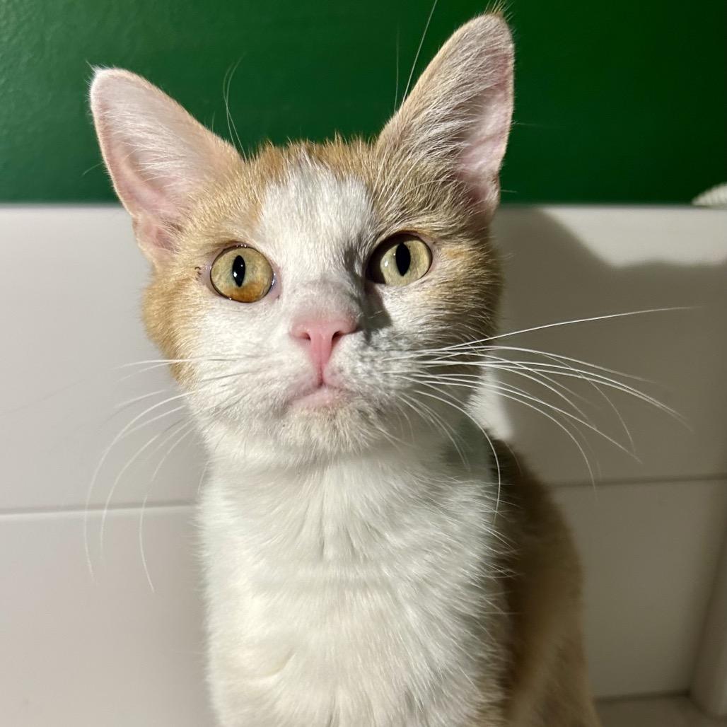 Selene is at Petco, Adoptable, Adult Female Domestic Short Hair.