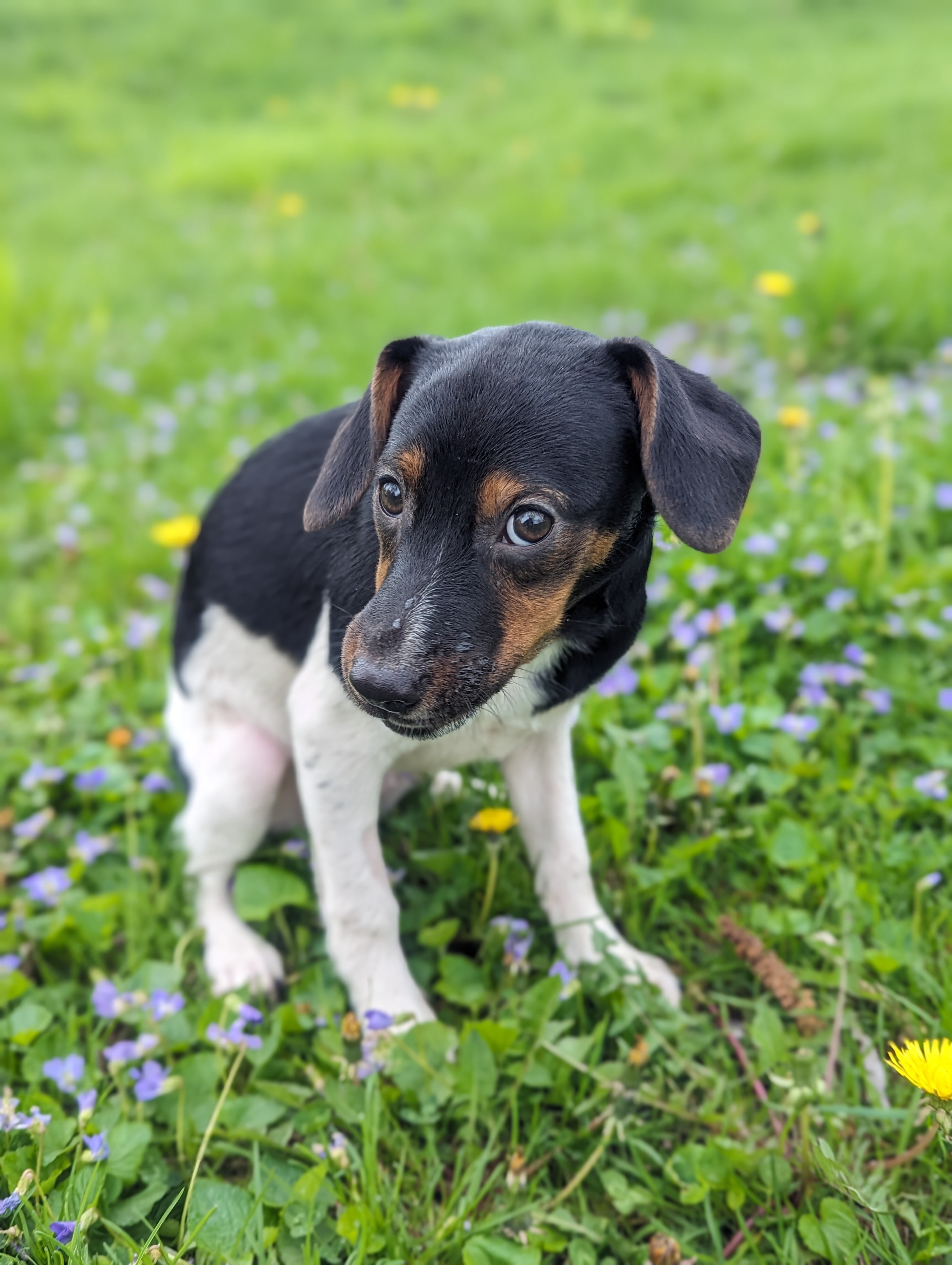 Martha, Adopted, Puppy Female Beagle & Rat Terrier.